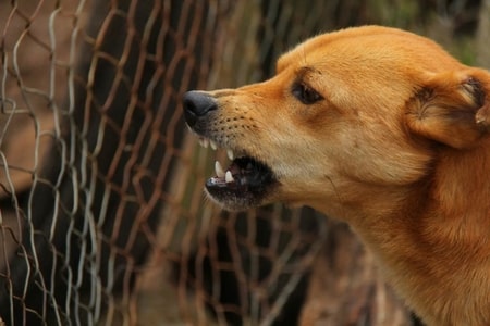 abogados de mordeduras de perro Los Ángeles