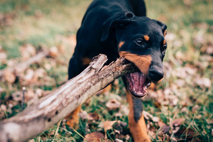 Las 10 razas de perro más peligrosas de Los Ángeles