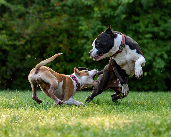 What Insurance Will Cover for a Dog Bite in California