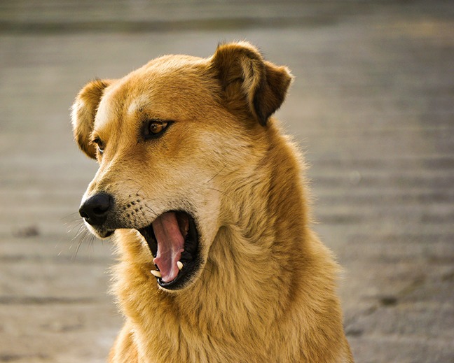 ¿Quién es responsable si un perro sin correa provoca un accidente?