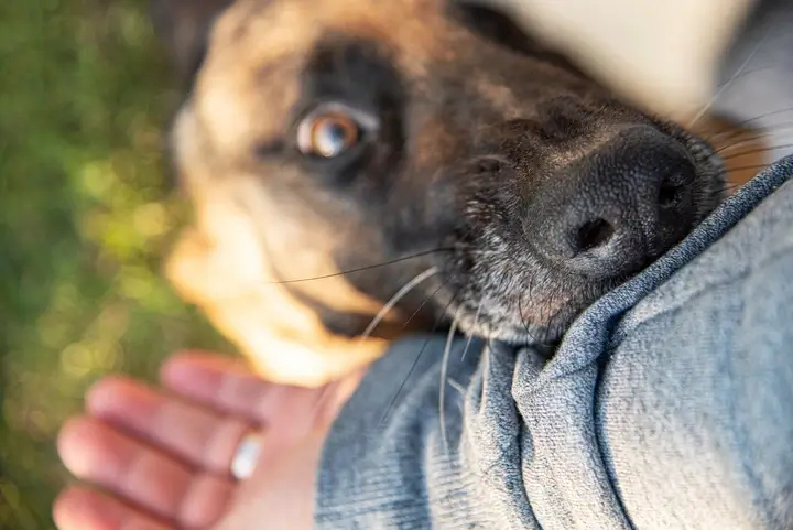 qué ocurre si un perro muerde a alguien en su propiedad