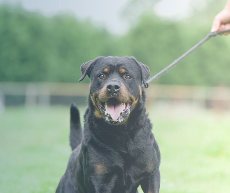 Abogados de mordeduras de perro