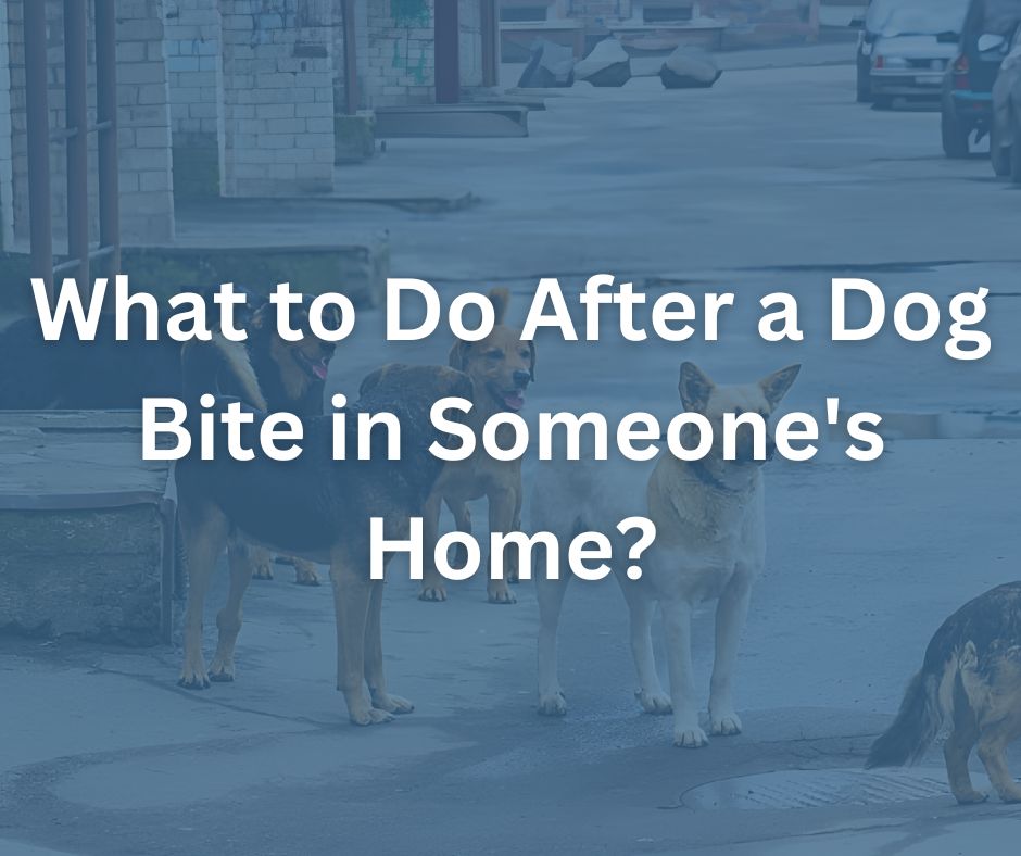 what to do after a dog bite