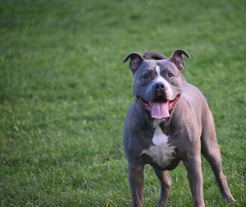 What Percentage of Dog Attacks are Pit Bulls?