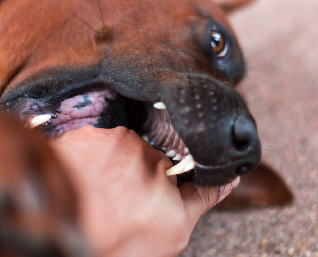 qué ocurre cuando se llama a control de animales por una mordedura de perro