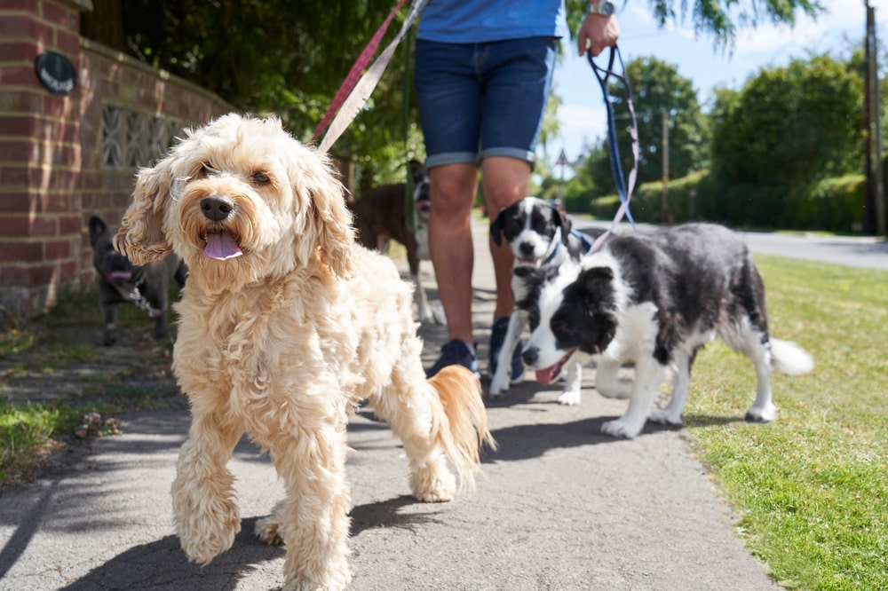 can a dog walker sue wag or rover