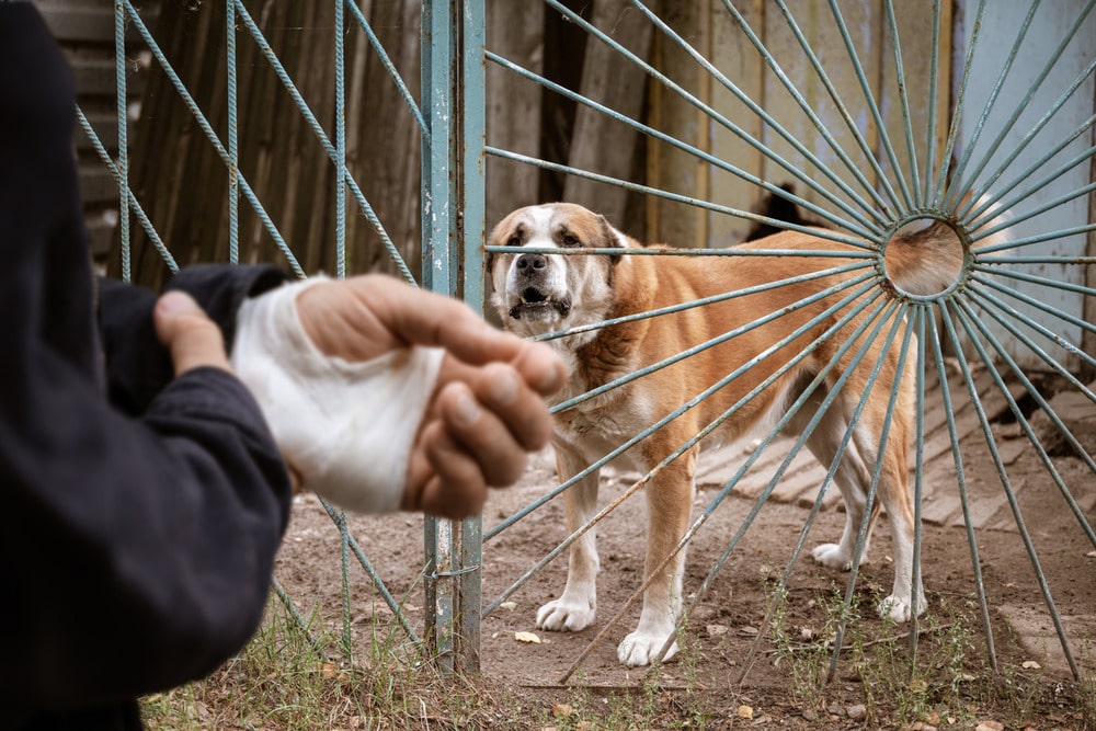 el dueño del perro no tiene seguro