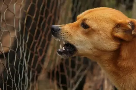 los angeles dog bite lawyer