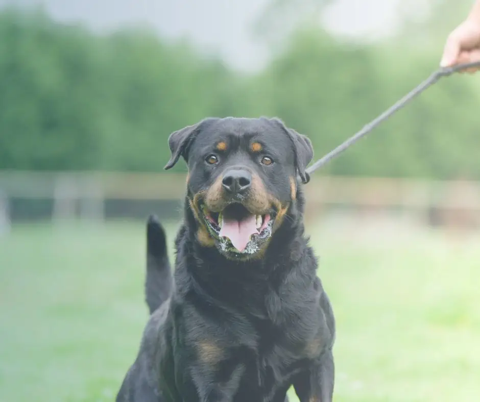 Dog Bite Attorneys