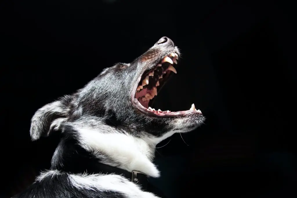 dog bites involving delivery drivers