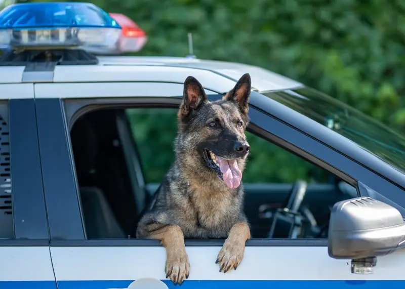 qué hacer si te muerde un perro policía
